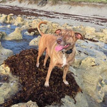 Mayzie -  Mixed Breed Dog for Adoption in West Palm Beach, Florida - Mayzie | PetCurious