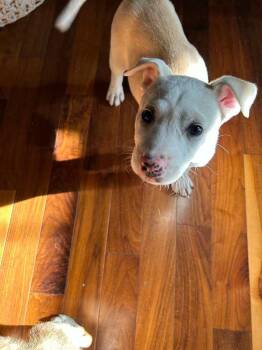 Meadow -  Pit Bull Terrier and Mixed Breed Dog for Adoption in Calgary, Alberta - Meadow | PetCurious