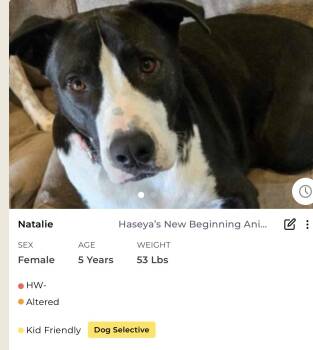 Rescue Mixed Breed Dogs for Adoption in Rayne, Louisiana - Natalie | PetCurious