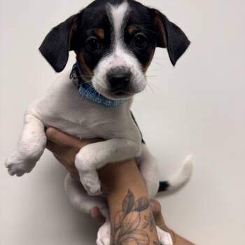 Mixed Breed Dogs Available for Adoption in Las Vegas, Nevada - Mike | PetCurious