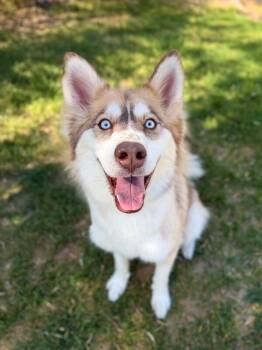 Sionna -  Husky Dog for Adoption in Fruit Heights, Utah - Sionna | PetCurious