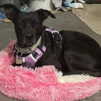 Bashful -  Mixed Breed Dog for Adoption in Chattanooga, Tennessee - Bashful | PetCurious