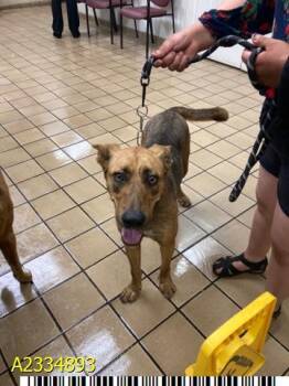 KLARA -  Mixed Breed Dog for Adoption in West Palm Beach, Florida - KLARA | PetCurious
