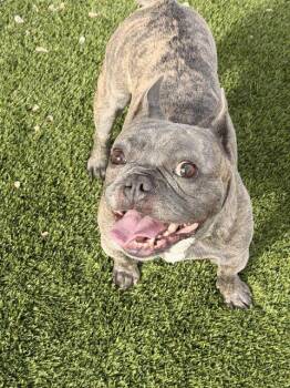 Pierre -  French Bulldog Dog for Adoption in Henderson, Nevada - Pierre | PetCurious