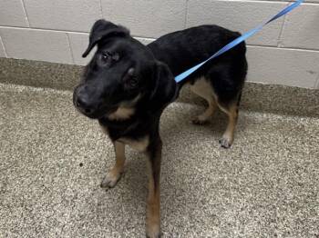 Australian Cattle Dog Blue Heeler and Mixed Breed Dogs Available for Adoption - CURIOUS GEORGE | PetCurious