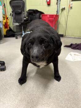 Labrador Retriever Dogs Available for Adoption - CHUBBALICIOUS | PetCurious