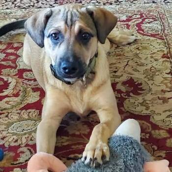 Mixed Breed Dogs Available for Adoption in Springfield, Missouri - Augustus Harley | PetCurious