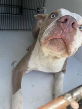 A662465 -  Pit Bull Terrier Dog for Adoption in Houston, Texas - A662465 | PetCurious