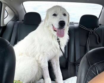 Schriner SAT -  Great Pyrenees Dog for Adoption in Quinlan, Texas - Schriner SAT | PetCurious