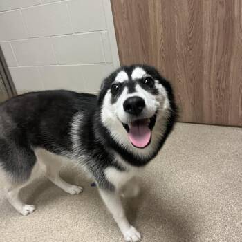 Lucy -  Husky Dog for Adoption in Bristol, Indiana - Lucy | PetCurious