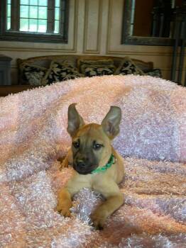 Black Mouth Cur and Boxer Dogs Available for Adoption in Boerne, Texas - Gina | PetCurious