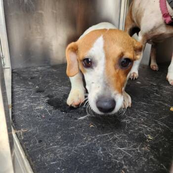 Harmony -  Dachshund Dog for Adoption in Birmingham, Alabama - Harmony | PetCurious