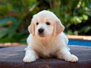 Mitty- NOT FOR ADOPTION- PROD TEST- NO CONTACT non primary loc -  Golden Retriever Dog for Adoption in Bettles, Alaska - Mitty- NOT FOR ADOPTION- PROD TEST- NO CONTACT Non Primary Loc | PetCurious