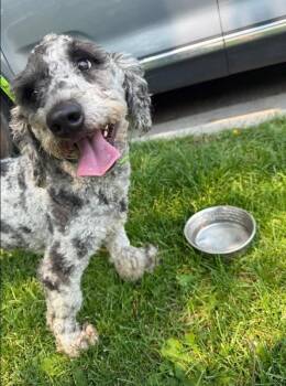Rupert -  Cockapoo and Schnauzer Dog for Adoption in Boulder, Colorado - Rupert | PetCurious