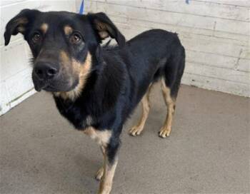 NACHO -  German Shepherd Dog and Mixed Breed Dog for Adoption in San Bernardino, California - NACHO | PetCurious