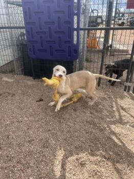 Flippy -  Mixed Breed Dog for Adoption in Divide, Colorado - Flippy | PetCurious