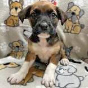 Rescue Australian Shepherd Dogs for Adoption in Portsmouth, Ohio - Aragon | PetCurious