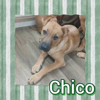 Rescue Shepherd Dogs for Adoption in Tucson, Arizona - Chico | PetCurious