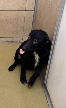 Kelyn -  Mixed Breed Dog for Adoption in Hobbs, New Mexico - Kelyn | PetCurious