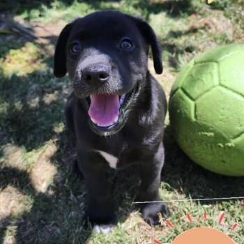 Eddie -  Terrier and Black Labrador Retriever Dog for Adoption in San Diego, California - Eddie | PetCurious