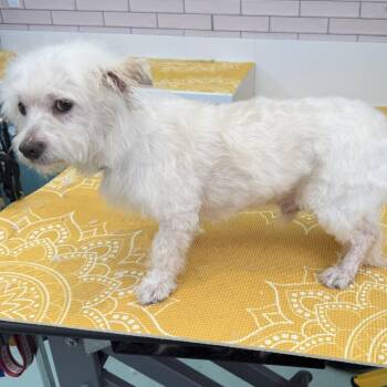 Freestyle 14389 -  Miniature Poodle Dog for Adoption in San Francisco, California - Freestyle 14389 | PetCurious