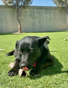 Mixed Breed Dogs Available for Adoption in Saskatoon, Saskatchewan - Molly | PetCurious