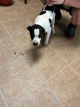 Greta girls -  Spaniel and Pointer Dog for Adoption in Brooksville, Florida - Greta Girls | PetCurious