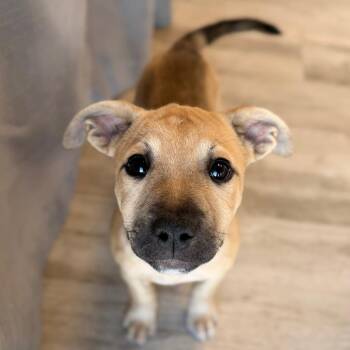 Rena -  English Bulldog and Mixed Breed Dog for Adoption in Green Bay, Wisconsin - Rena | PetCurious