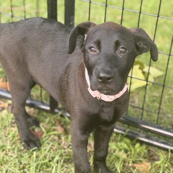 Ivy -  Black Labrador Retriever Dog for Adoption in Wilmington, Illinois - Ivy | PetCurious