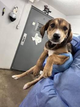 Voyager -  Mixed Breed Dog for Adoption in Fort Worth, Texas - Voyager | PetCurious