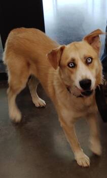 Carla -  Mixed Breed Dog for Adoption in Clarksville, Tennessee - Carla | PetCurious