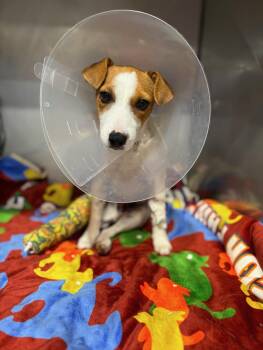Lola -  Jack Russell Terrier Dog for Adoption in Murrieta, California - Lola | PetCurious