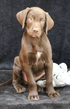 Gary -  German Shorthaired Pointer Dog for Adoption in Portage, Wisconsin - Gary | PetCurious