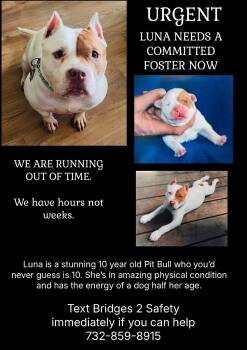 Luna -  Staffordshire Bull Terrier and American Bully Dog for Adoption in Lacey Township, New Jersey - Luna | PetCurious