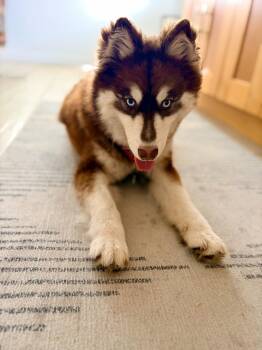Husky Dogs Available for Adoption in Los Angeles, California - Gypsy | PetCurious