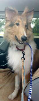 Hamish -  Rough Collie Dog for Adoption in Elyria, Ohio - Hamish | PetCurious