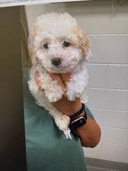 Bichon Frise and Poodle Dogs Available for Adoption in Tifton, Georgia - Max | PetCurious
