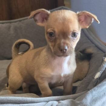 Dorsey -  Chihuahua Dog for Adoption in Fargo, North Dakota - Dorsey | PetCurious