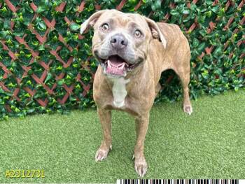 Rescue Mixed Breed Dogs for Adoption in West Palm Beach, Florida - EVERLY | PetCurious