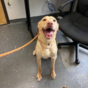 Mixed Breed Dogs Available for Adoption in Columbiana, Alabama - Judy Hopps | PetCurious