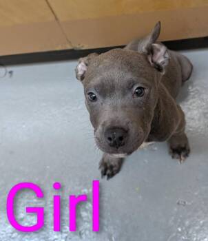 Mixed Breed Dogs Available for Adoption in Warren, Michigan - Shadowheart | PetCurious