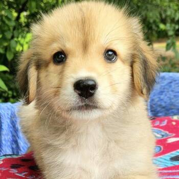 Australian Shepherd Dogs Available for Adoption in Pelham, New Hampshire - Spaghetti  | PetCurious
