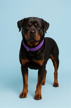 PEPPA -  Rottweiler Dog for Adoption in Westminster, Maryland - PEPPA | PetCurious