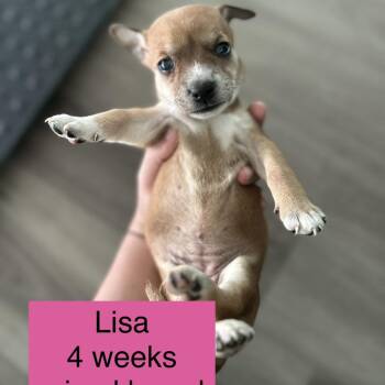Lisa -  Mixed Breed Dog for Adoption in Tampa, Florida - Lisa | PetCurious