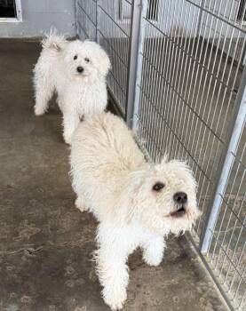 Nigel and Neville -  Poodle Dog Available for Adoption in Canutillo, Texas - Nigel And Neville | PetCurious