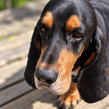 Roscoe -  Basset Hound Dog for Adoption in Plain City, Ohio - Roscoe | PetCurious