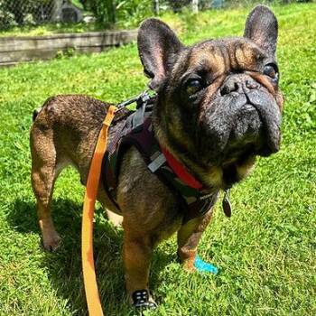 Guiseppe -  Bulldog Dog for Adoption in Huntington, New York - Guiseppe | PetCurious