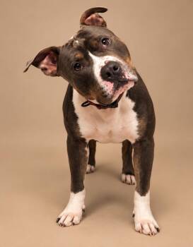 King Bear -  American Staffordshire Terrier Dog for Adoption in New York, New York - King Bear | PetCurious