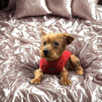 Yorkshire Terrier Dogs Available for Adoption - Calvin | PetCurious