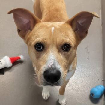 Basenji and Mixed Breed Dogs Available for Adoption in Baltimore, Maryland - Brock | PetCurious